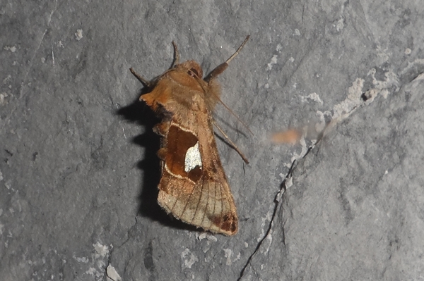 Autographa aemula, Noctuidae